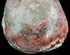 Pennsylvanian Aged Red Agatized Horn Coral - Utah #46751-1